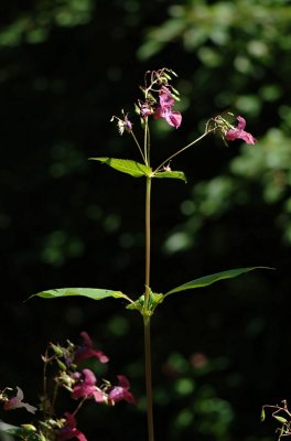 Impatiens-glandulifera.jpg