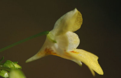 Impatiens-parviflora_flower.jpg