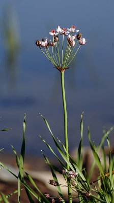 Butomus-umbellatus.jpg