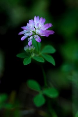 Trifolium-resupinatum.jpg