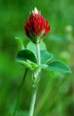Trifolium-incarnatum.jpg