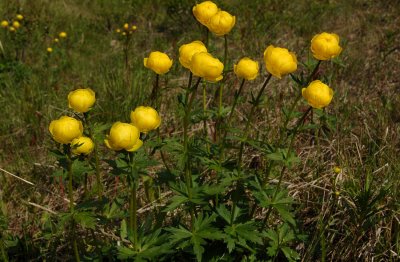 Trollius-europaeus.jpg