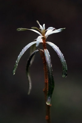 Hippophae-rhamnoides.jpg