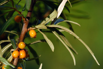 Hippophae-rhamnoides2.jpg