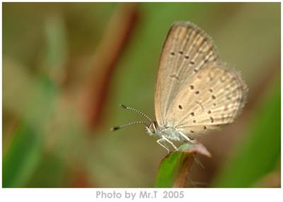 򲴦ǽ Lesser Grass Blue (Zizina otis)