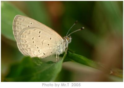 򲴦ǽ Lesser Grass Blue (Zizina otis)