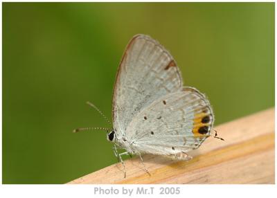 Ŧǽ Tailed Cupid (Everes lacturnus)