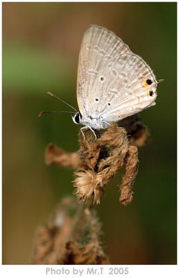 ´Ä¦Ç½º Gram Blue Cupid (Euchrysops cnejus)