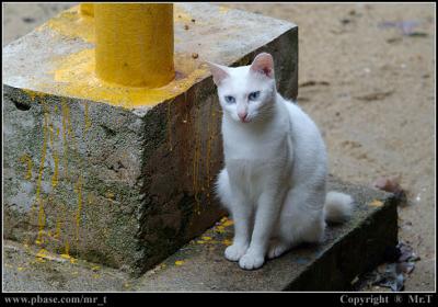 Lamma Island (2) 南丫島 (2)