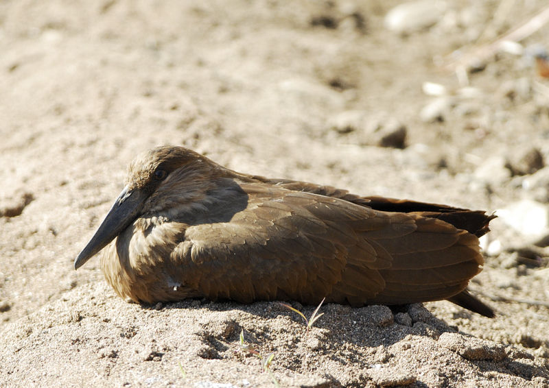 Hamerkop