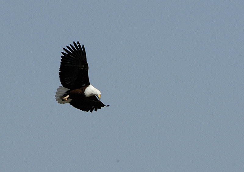 Mating Flight Fish Eagle