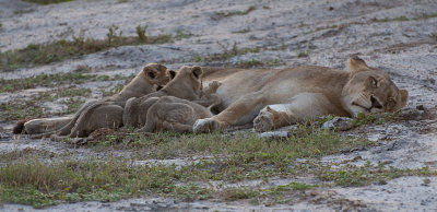 Feeding Time 4 4 Cubs