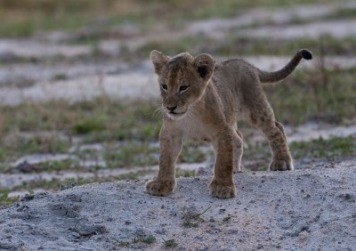 Lion Cub