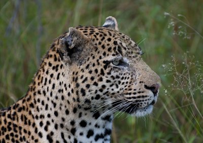 Tyson, the Dominant Male Leopard