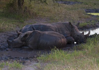 White Rhino Mud Bath
