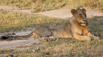 Young Male Lion