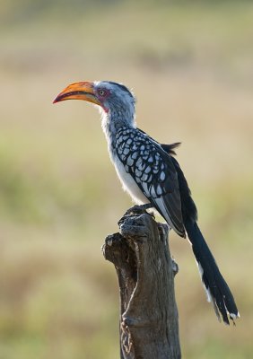 Hornbill