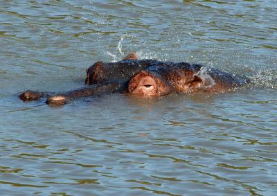 g4/01/192801/3/59791003.Hippo01.jpg