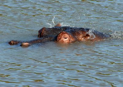 Hippo Wiggling Ears