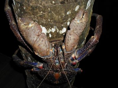 Tree-Climbing Crab
