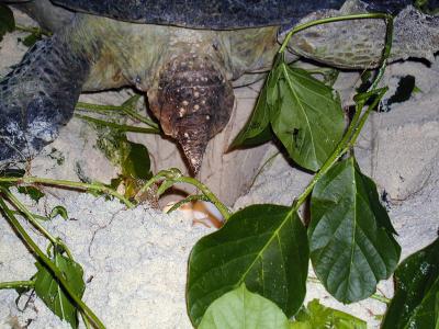Turtle Laying Eggs