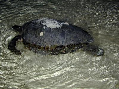 Turtle