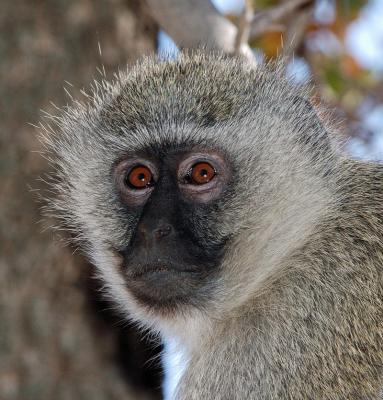 Vervet Monkey