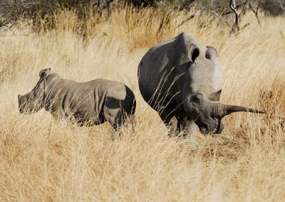 Rhino & Calf