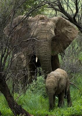 Elephant & Calf
