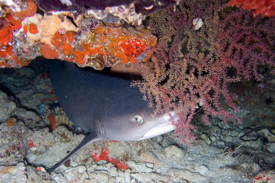 Sleeping WhiteTip