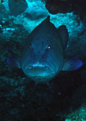 Grouper