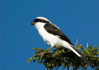 Southern White-Crowned Shrike
