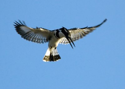 Pied Kingfisher In Flight