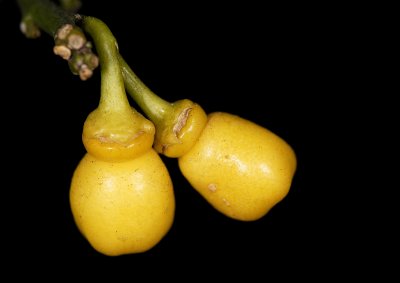 Orange Buds