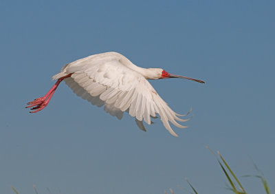 Spoonbill