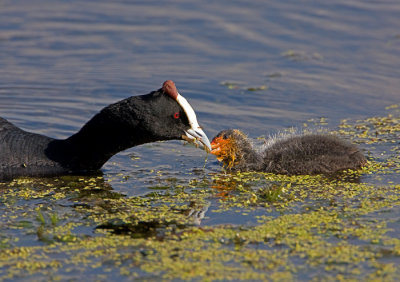 Red-knobbed Coot & Chick