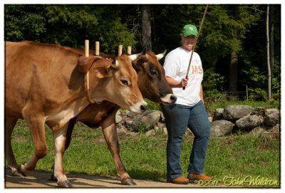 Basic Oxen Handling Workshop 2011
