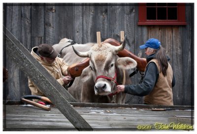 Oxen Handling Workshop Fall 2011