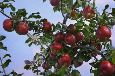 9. Apples and Sky 24 x 36, sold via H&A to ???