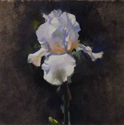 Iris Study 8 1/2 8 1/2