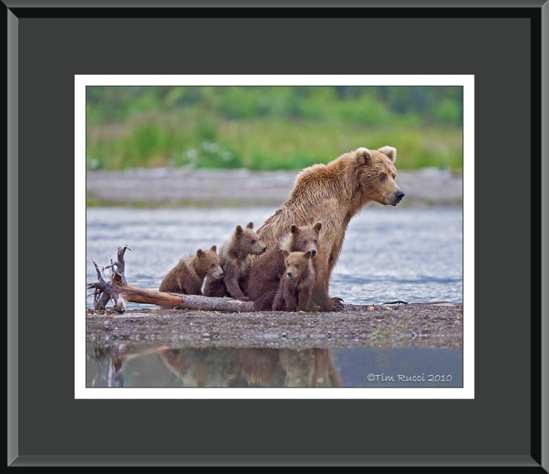 88065 - Grizzly Sow with Cubs (unframed)