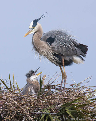 80376 - Great Blue Heron with chick