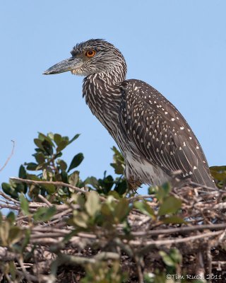 40_13606c - Juvenile  Night Heron