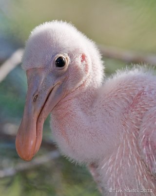 100509c - Roseate Spoonbill chick