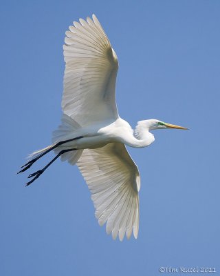 100632c - Great Egret