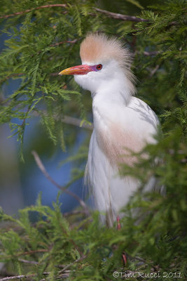 100644 - Cattle Egret in breeding plumage