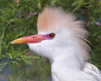 100645c - Cattle Egret in breeding plumage