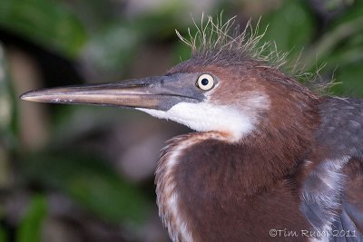 100654c - Tricolor Heron