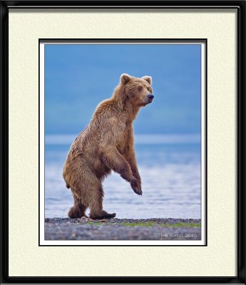 88024c - Grizzly Sow (unframed)