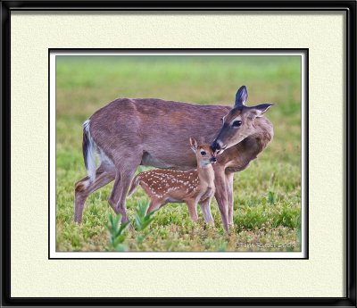 49520 - Fawn with Mother   (unframed)